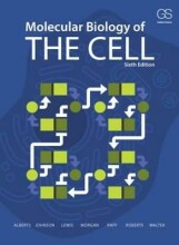 Samenvatting Molecular Biology of the Cell Afbeelding van boekomslag