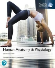 Summary: Human Anatomy & Physiology | 9781292260853 | Elaibe N Marieb, et al Book cover image